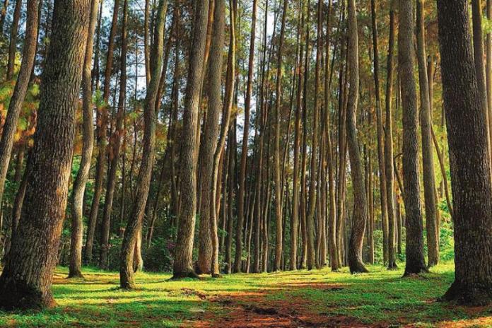 5 Hutan Wisata Indonesia yang Bikin Kamu Takjub! 1 5 Hutan Wisata Indonesia yang Bikin Kamu Takjub!